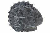 Bargain, Wide Enrolled Drotops Armatus Trilobite #169568-4